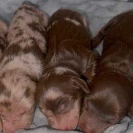 Girl3 - Dapple female Dachshund puppy in Lordsburg, New Mexico from Bootheel Doxies