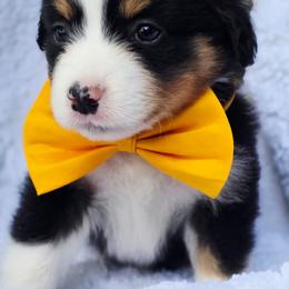 Please read description - Black tri female Miniature American Shepherd puppy in Georgetown, California from Foothill Aussies