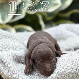 Jean - Chocolate female Labrador Retriever puppy in Puyallup, Washington from 12 Door Farm Labradors