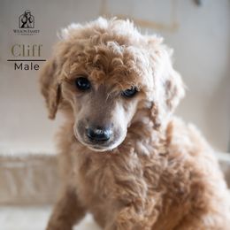 Poodle Puppies from Wilson Family Poodles