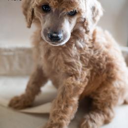 Poodle Puppies from Wilson Family Poodles