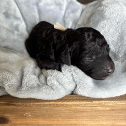 White collar - Black female Goldendoodle puppy in Christiana, Tennessee from Rechlicz Family Doodles