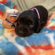 Loretta - Chocolate female Boykin Spaniel puppy in Van Buren, Arkansas from Arklahoma Boykins