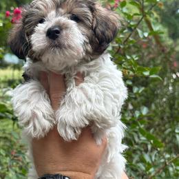 Darla - Parti female Yorkipoo puppy in Henderson, North Carolina from Dorans Danes and Doodles