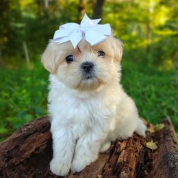 Companion Cross, Havanese, Mal-Shi, Maltese, Maltipoo, Morkie, and Shih Tzu Puppies from Seeking Shalom Acres Maltese, Maltipoos & Havamalts