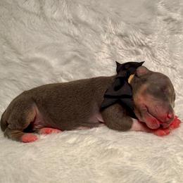 Fade - Blue and tan male American Hairless Terrier puppy in Westland, Michigan from Lazuli Great Danes & Bare Necessities American Hairless Terriers