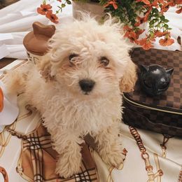 Lilly - female Cavapoochon puppy in Fairmont, West Virginia from Manoka's Honeybee