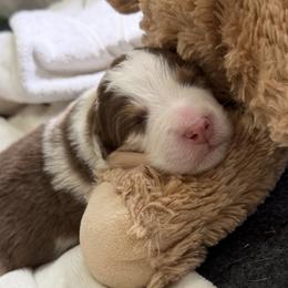 Stevie - Red merle female Australian Shepherd puppy in Sudbury, Massachusetts from Wild Atlantic  Aussies