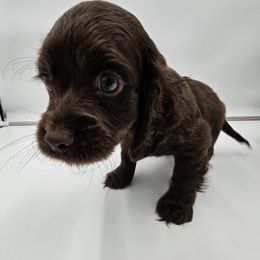 Cockapoo Puppies from Joanna Abruscato