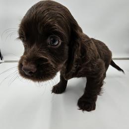 Cockapoo Puppies from Joanna Abruscato