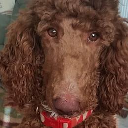 Goldendoodles from Chattahoochee Kennels