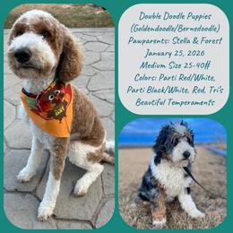 Goldendoodle puppies from AnneLuna Goldendoodles