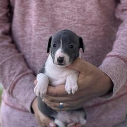 Boy 2 - Blue male Italian Greyhound puppy in Sugar Valley, Georgia from Pinnacle Farm and Kennel