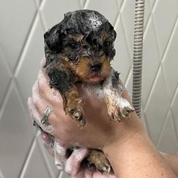 Carrie - Blue merle female Bernedoodle puppy in Warrensburg, Missouri from Dreamer Ridge Puppies