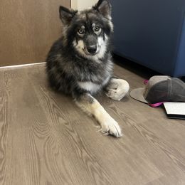 Denim - Siberian Husky