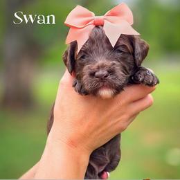 Swan - Chocolate female Double Doodle puppy in Cleveland, Tennessee from Edgewater Doodles & Designer Pups