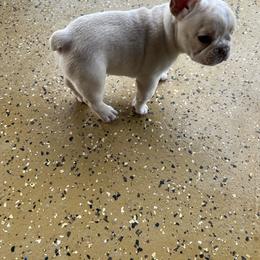 French Bulldog Puppies from Pk Frenchies