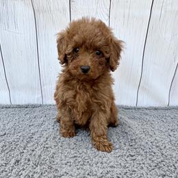Sparkle (AKC) - Red  female Poodle puppy in Riverside, California from Red Toy Poodle World