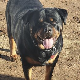 Xenna - Rottweiler