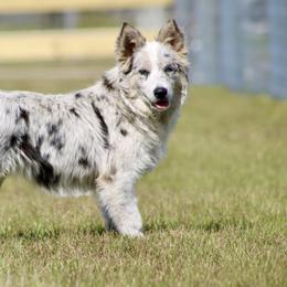 Gracie - Border Collie