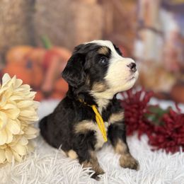 Queenie, Orange Collar - Tri-color female Bernedoodle puppy in Lake Panasoffkee, Florida from Donnas Deluxe Doodles LLC