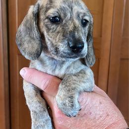 Brindle - Brindle female Dachshund puppy in Sultan, Washington from Honeydew Ranch