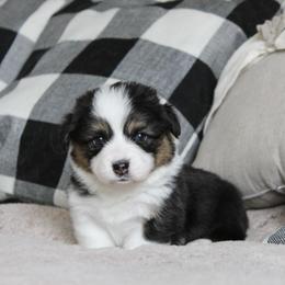 Barney (fluffy, TC, BC) - Black and tan male Pembroke Welsh Corgi puppy in Goliad, Texas from Rogers’ Fluffy Butt Corgis