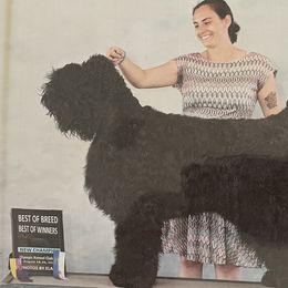 Harley Quinn - Black Russian Terrier