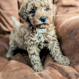 Piper - Red  female Poodle puppy in Benton, Illinois from J & J Miniature Poodles