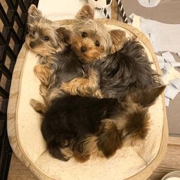 Yorkshire Terriers from Vargas De Rioja Yorkies