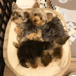 Yorkshire Terriers from Vargas De Rioja Yorkies