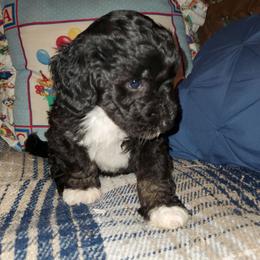 Poppy - Black female Sheepadoodle puppy in Bellevue, Iowa from Fluffy Wonders Poms and Doodles