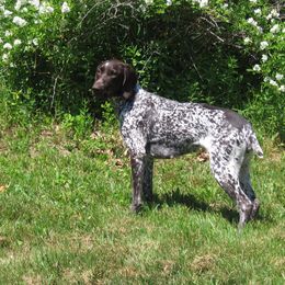 German Shorthaired Pointer All Grown Up from Fenton River GSP