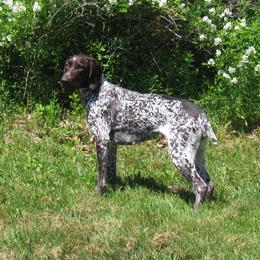 German Shorthaired Pointer All Grown Up from Fenton River GSP