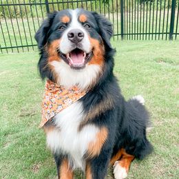 Rover - Bernese Mountain Dog