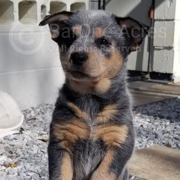 Oakley - Blue Australian Cattle Dog puppy in De Funiak Springs, Florida from BarOne Acres Australian Cattle Dogs
