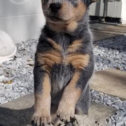 Oakley - Blue Australian Cattle Dog puppy in De Funiak Springs, Florida from BarOne Acres Australian Cattle Dogs