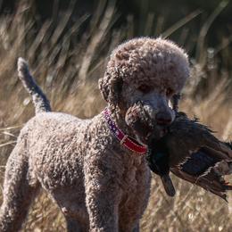 Everly - Poodle
