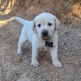 Labrador Retriever Puppies from Labrador Trails