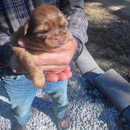 Gelato - Chocolate female Shih Tzu puppy in Toccoa, Georgia from Shorkie & Shih Tzu Haven