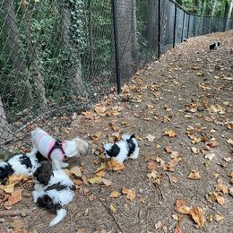 Shih Tzu Puppies from TACG