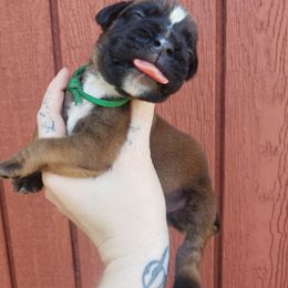 Boxer Puppies from SmashBox Kennel