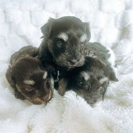 Miniature Schnauzer puppies from Rolling Hills Schnauzers