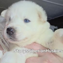 Abigail - White female Siberian Husky puppy in Savannah, Georgia from Stacy's Siberian Huskies