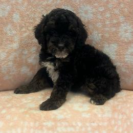 Lucky - Phantom male Poodle puppy in Warren, Michigan from Annette Patterson