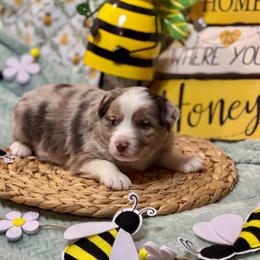 Merlin - Red merle male Miniature Australian Shepherd puppy in California from Eagle River Aussies