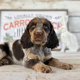 English Springer Spaniel Puppies from Roan Creek Kennels