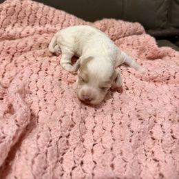 Shelly - Blenheim female Cavapoo puppy in Athens, Georgia from Sandy Cross Kennels