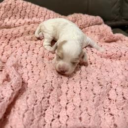 Shelly - Blenheim female Cavapoo puppy in Athens, Georgia from Sandy Cross Kennels