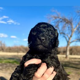 Girl 1: Meredith - Black Poodle puppy in Grand Junction, Colorado from Riverbank Poodles